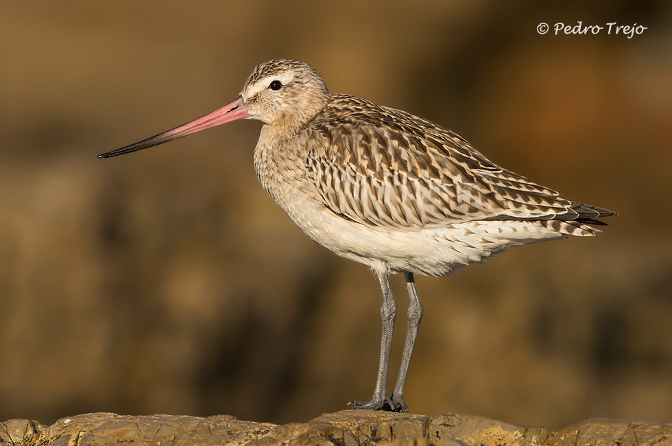 Aguja colipinta (Limosa lapponica)